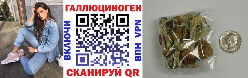 Псилоцибиновые грибы Psilocybe Шахунья